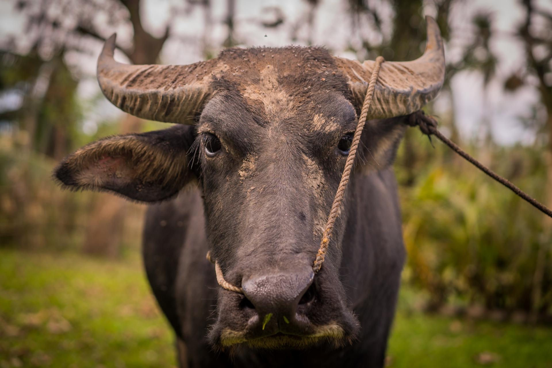 closeup-shot-black-water-buffalo