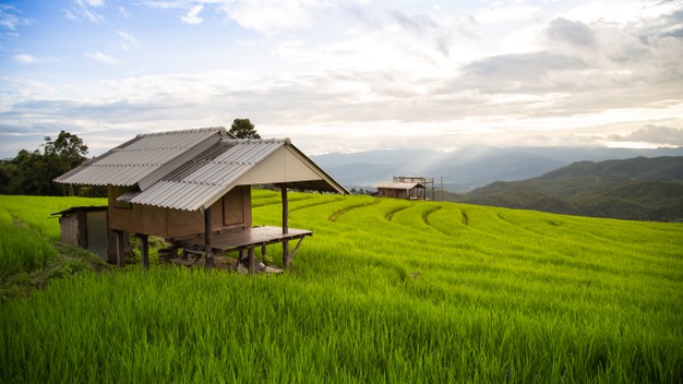 rice field