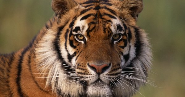 [NEWS] – Vietnam is considered Asia’s new tiger