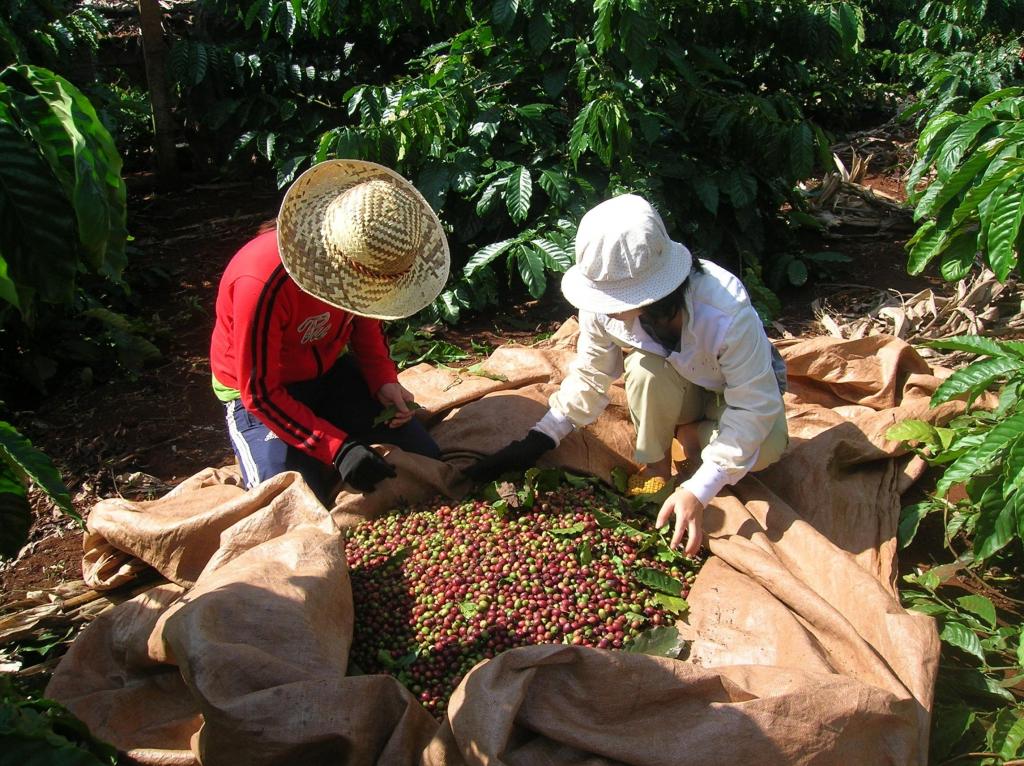 [TIN TỨC] - Giá cà phê xuất khẩu đạt 3.151 USD/tấn, tiếp tục lập kỷ lục