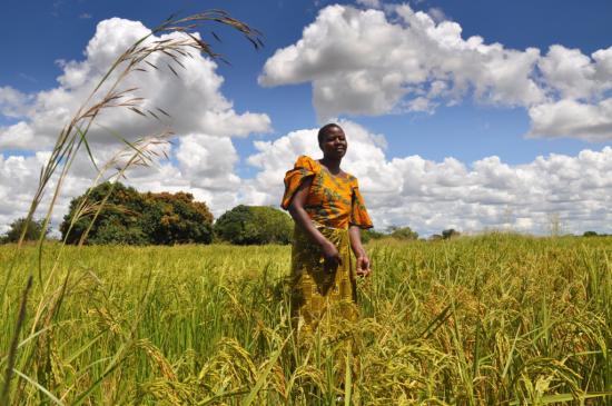 [TIN TỨC] - Châu Phi có nhu cầu nhập khẩu 17,7 triệu tấn gạo trong năm 2023