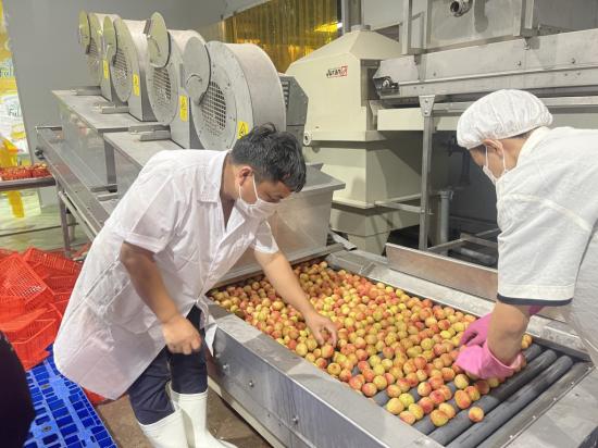[NEWS] - Nearly 100 tons of lychee have been exported to high value markets