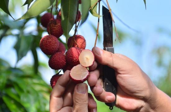 [NEWS] - Vietnamese seedless lychee sold in the UK is priced at 480,000 - 540,000 VND