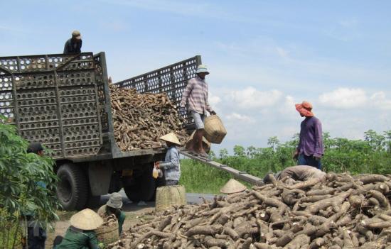 [NEWS] - Export of cassava and cassava products continues to grow